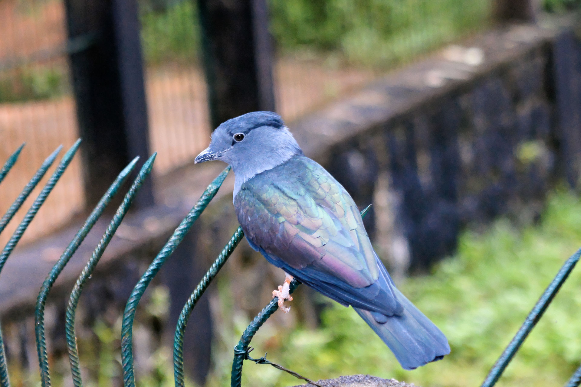 Kuckucksroller (Leptosomus discolor) oder Kurol